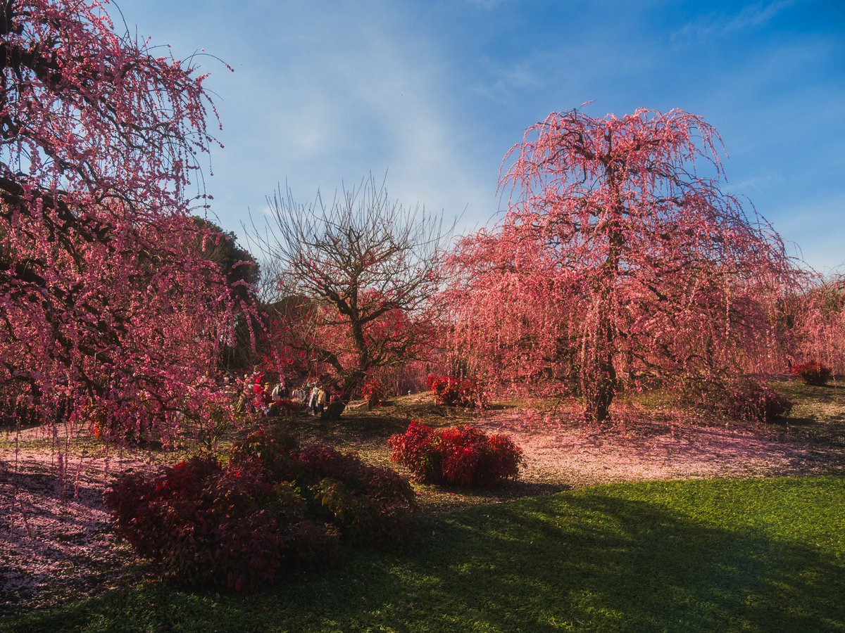 鈴鹿の森庭園　梅の花
#写真で伝える私の世界
#自然
#写真好きな人と繋がりたい
#風景写真好きな人と繋がりたい
#花が好きな人と繋がりたい
#flowers
#mst_flora
#wp_flower
#花の写真
#私の花の写真
#花まっぷ
#花
 #ＴＬを花でいっぱいにしよう