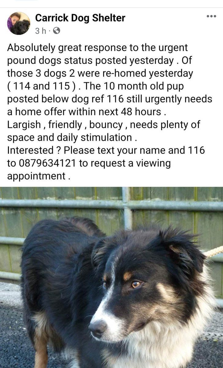 Look at this....because across all sm platforms people kept sharing & look what happened GOING HOME 💖💖💖💖💖but this other 10 month old is on countdown...please please repost #poundpuppy needs a home