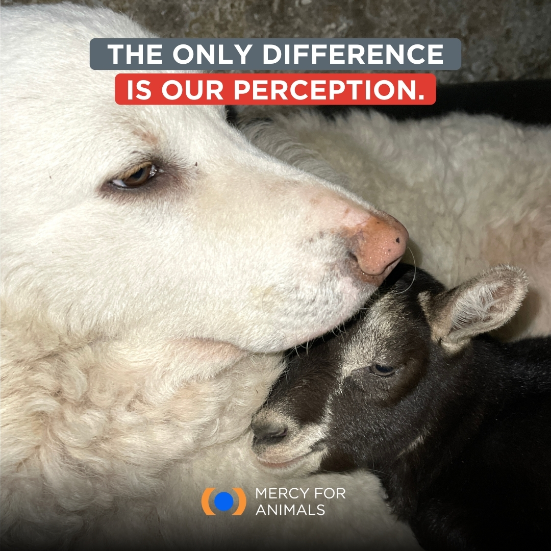 Just like the dogs we share our homes with, farmed animals can feel pain too. No animal wants to be exploited for their milk or flesh. #VeganForThem #VeganForTheAnimals #TryVegan #PlantBased #Goats #Dogs #SaveAnimals