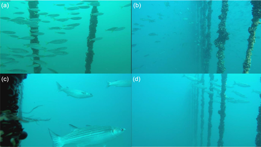 Emma Sheehan (@dr_emma_sheehan) on Twitter photo <a href="/DaniBridger/">Dani Bridger</a> new OPEN ACCESS paper is out today that shows the aggregation effect of fishes around the <a href="/OffshoreShell/">Offshore Shellfish</a> Lyme Bay mussel farm, and the assemblage diversity of animals that live on the ropes with the mussels <a href="/PlymUni/">University of Plymouth</a> <a href="/aMER_MarineRes/">Applied Marine Ecosystems Research (aMER) Plymouth</a> dx.doi.org/10.1002/aff2.1… <a href="/DaniBridger/">Dani Bridger</a> new OPEN ACCESS paper is out today that shows the aggregation effect of fishes around the <a href="/OffshoreShell/">Offshore Shellfish</a> Lyme Bay mussel farm, and the assemblage diversity of animals that live on the ropes with the mussels <a href="/PlymUni/">University of Plymouth</a> <a href="/aMER_MarineRes/">Applied Marine Ecosystems Research (aMER) Plymouth</a> dx.doi.org/10.1002/aff2.1…