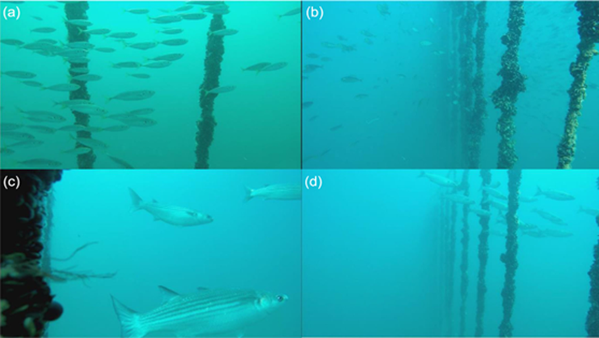 @DaniBridger new OPEN ACCESS paper is out today that shows the aggregation effect of fishes around the @OffshoreShell Lyme Bay mussel farm, and the assemblage diversity of animals that live on the ropes with the mussels @PlymUni @aMER_MarineRes dx.doi.org/10.1002/aff2.1…