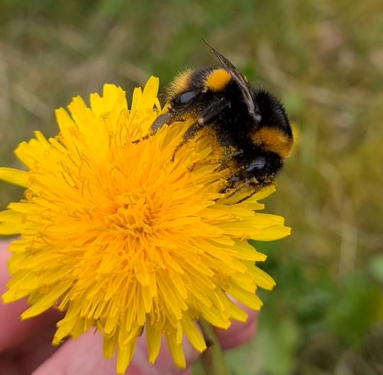 Our new FIT Count newsletter has arrived 🐝 Thank you to all who submitted counts. We were close to the 100 FIT Count target for Dandelion! If you have 10 minutes, why not watch a patch of flowers to count how many insects visit biodiversityireland.ie/surveys/fit-co…