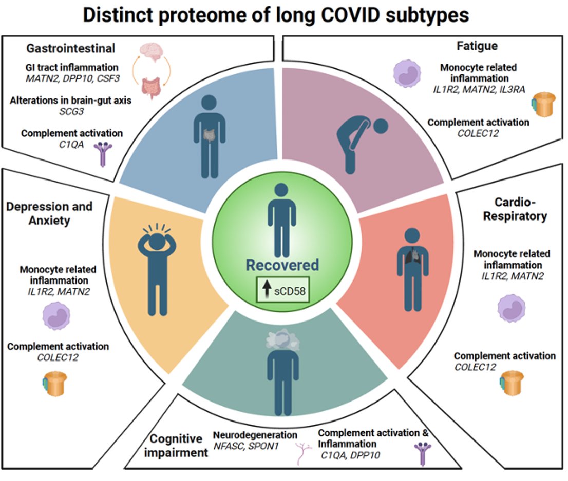 Our latest #LongCovid research from @PHOSP_COVID & @CCPUKstudy has found inflammatory patterns across different symptoms. The work brings us closer to understanding long COVID and finding treatments. Thanks to all co-authors @p_openshaw @InThwaiteImmune & @ClaudEfstathiou