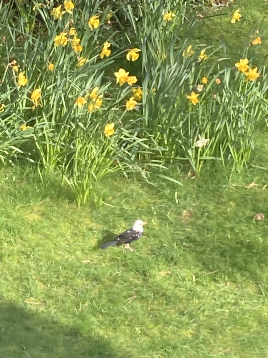 Meanwhile, in East Lothian, a #Blackbird with unusual plumage does an excellent job of trying to look like a Bald Eagle! More about this sort of thing here: bto.org/our-science/pr…