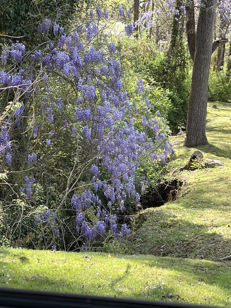 DyannBeckner's tweet photo. Wisteria grows wild along the roads here in North Carolina. I recently learned that it isn’t the same plant you buy at a nursery and it is considered invasive. But, it is still beautiful and I look forward to seeing every spring. #wildwisteria https://t.co/Cge0J4KjNl