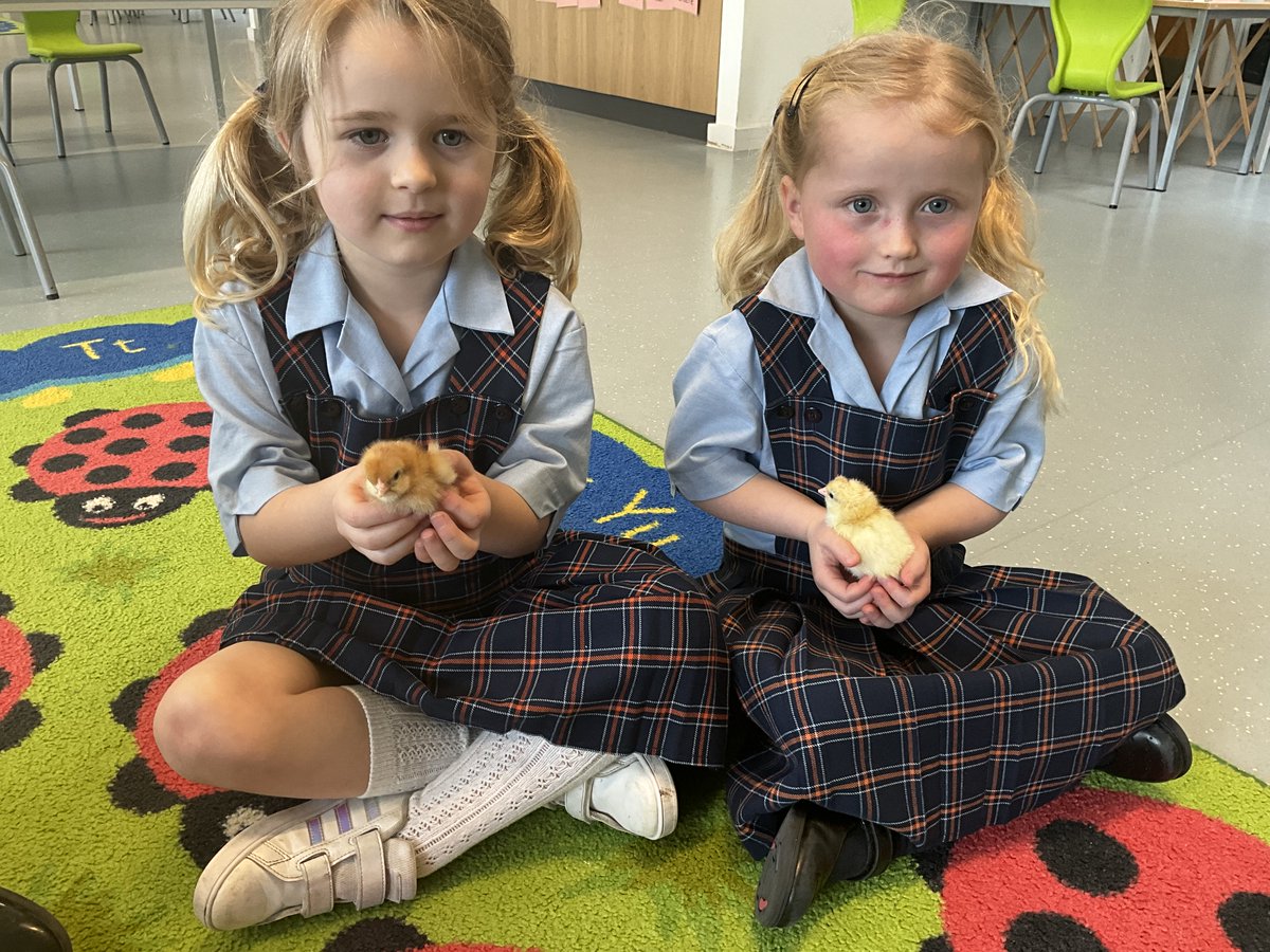 Just before half term our reception class finally saw their newest class members hatch! 🐣