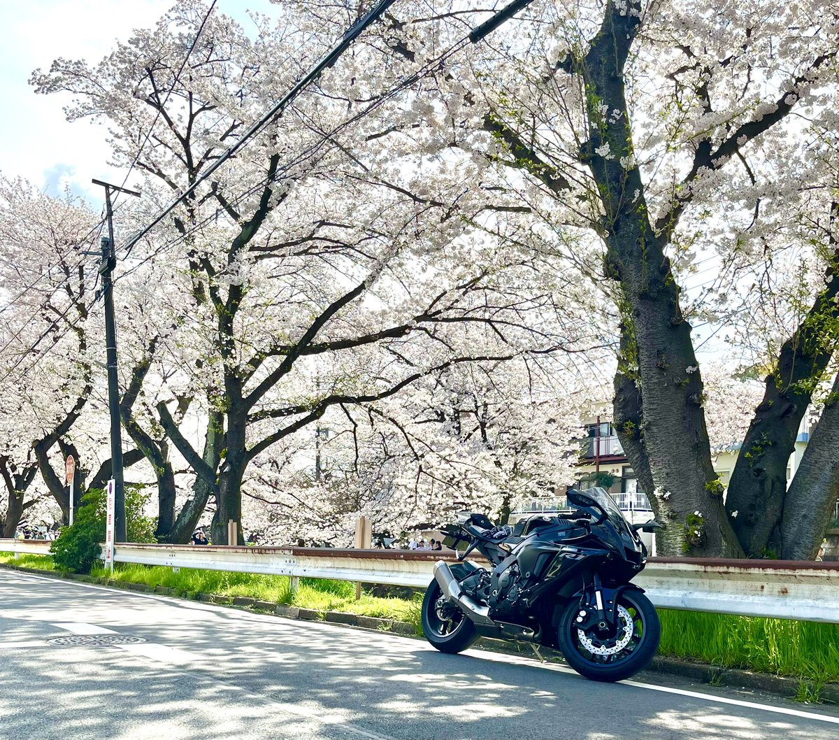 日曜日の花見🌸
初めてバイクと撮れて良かった〜