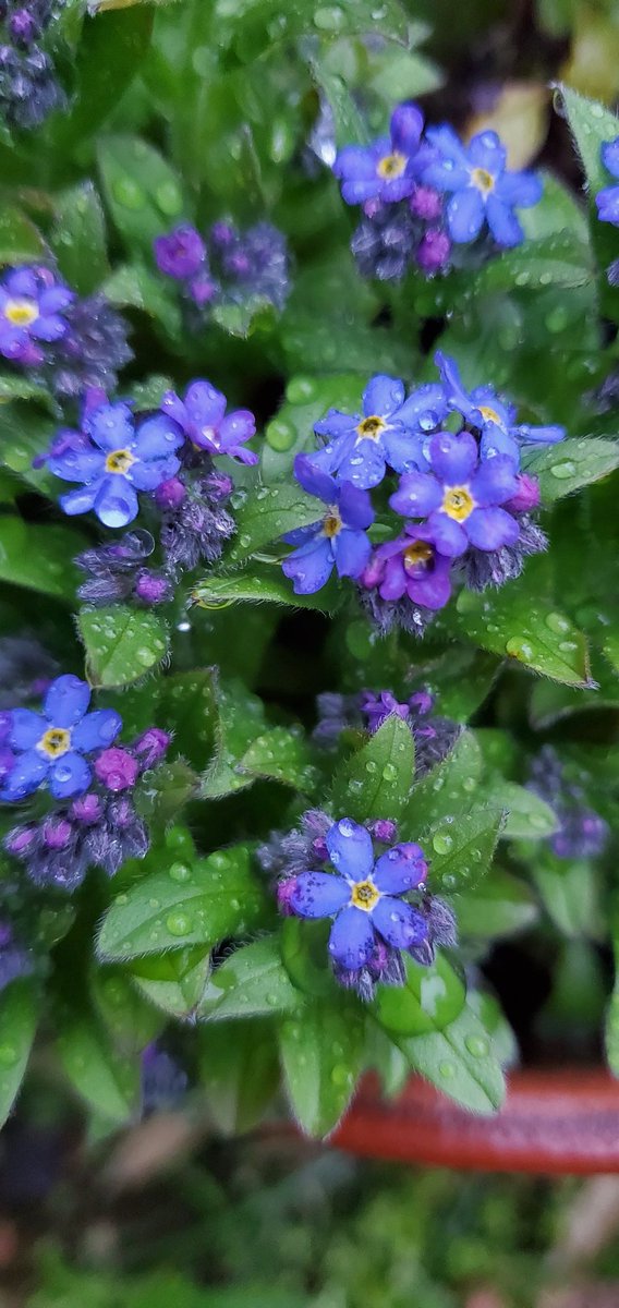 忘れな草😊小指の先程の小さな花だけど私の大好きな青い花🎵夕方雨上がりに見たら咲いていた😊母が植えたミヤコワスレは倒れた灯籠の下敷きに😭😭