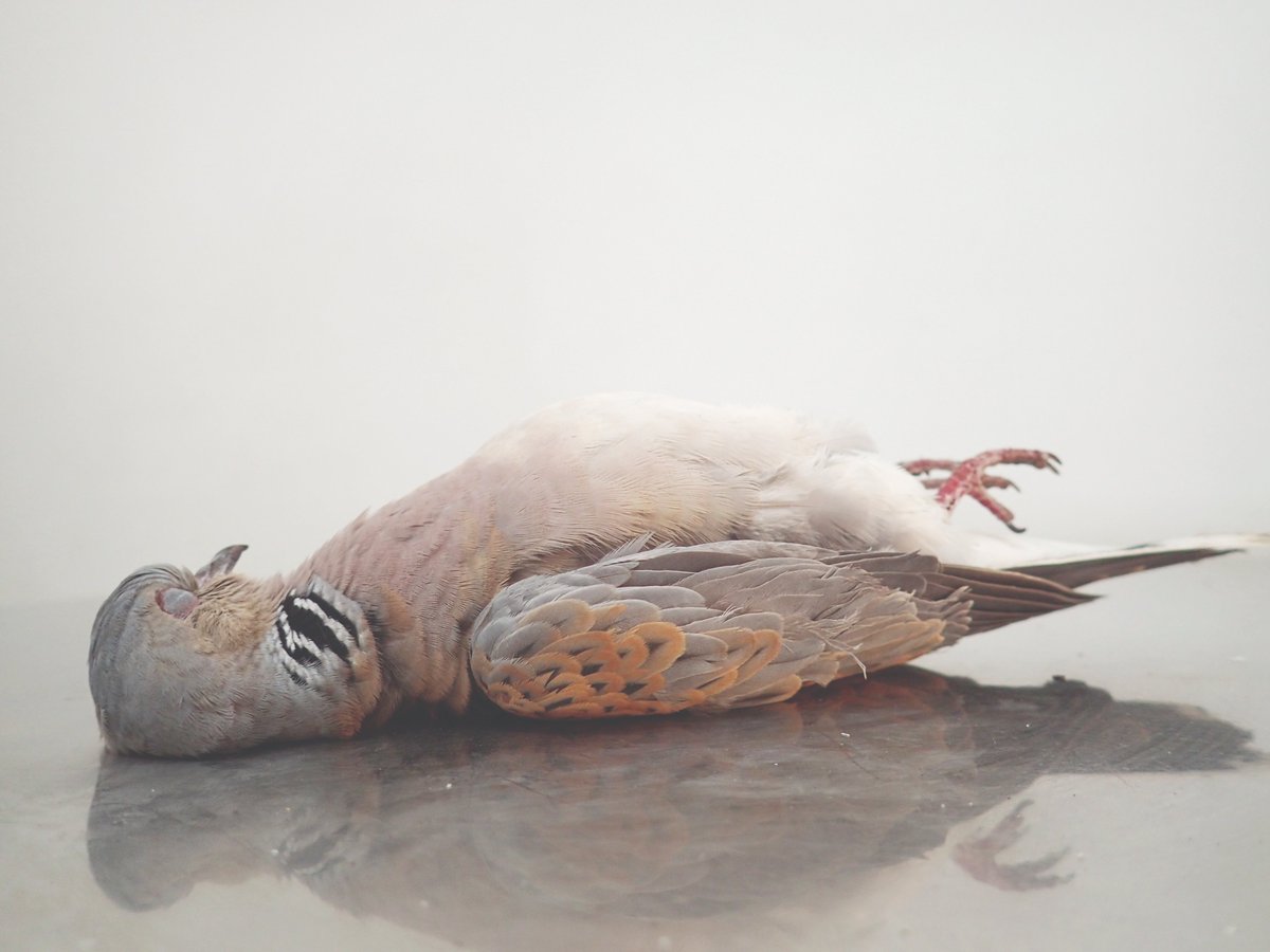 📢 𝗕𝗥𝗘𝗔𝗞𝗜𝗡𝗚. In a decision which has just been communicated in Court, Judge Francesco Depasquale has rejected BirdLife Malta's request to stop the <a href="/MaltaGov/">Government of Malta 🇲🇹</a> from opening a spring hunting season on the European Turtle-dove in 2024 as recommended by the ORNIS Committee.

In