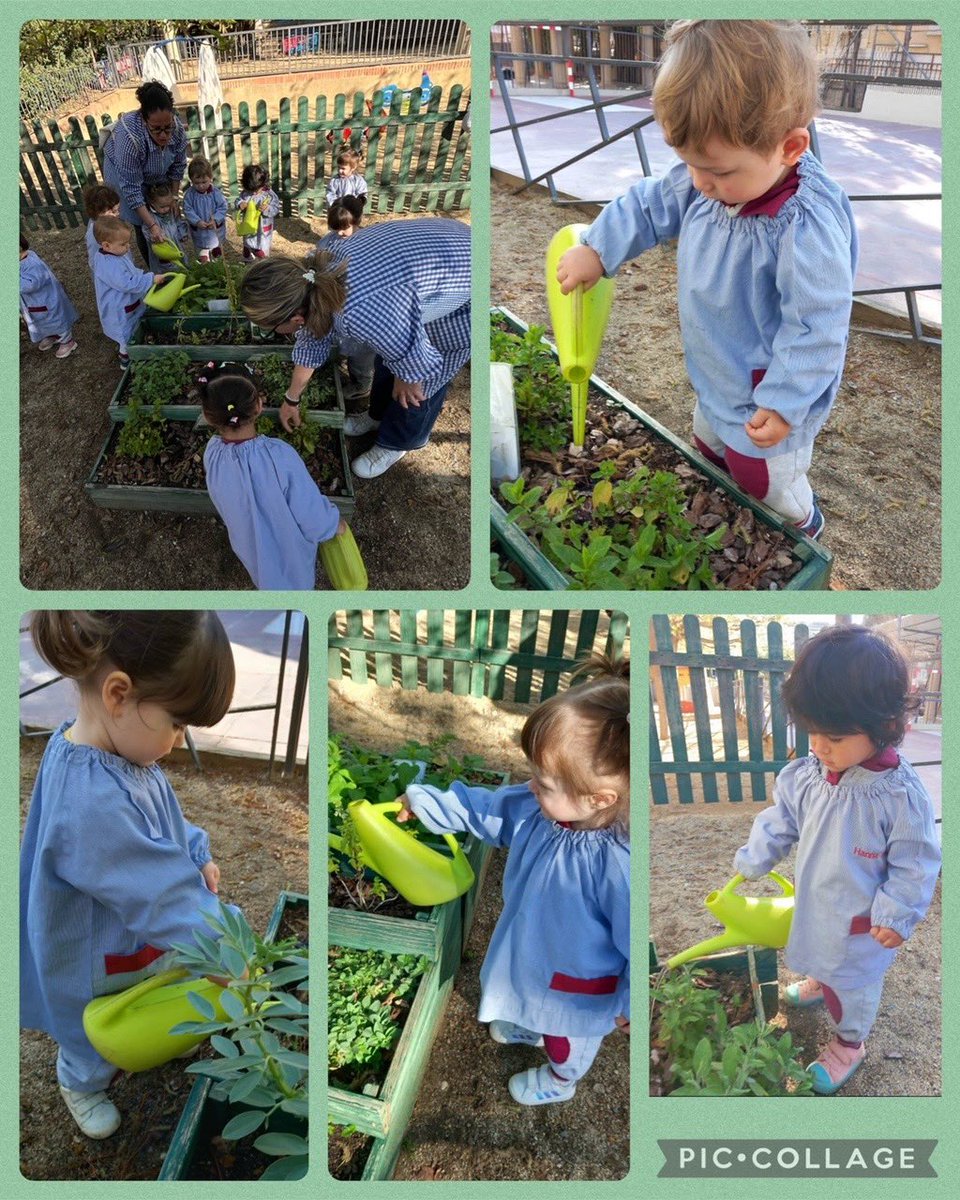 🌺La setmana passada els nens i nenes d’I1 vam compartir una estona a l’ hort.🪴 Vam gaudir de les oloretes de les plantes aromàtiques i ho vam deixar tot ben regat🌺

#colegiosil #infantilsil #educacióinfantil #educacióninfantil
#educacióinfantil