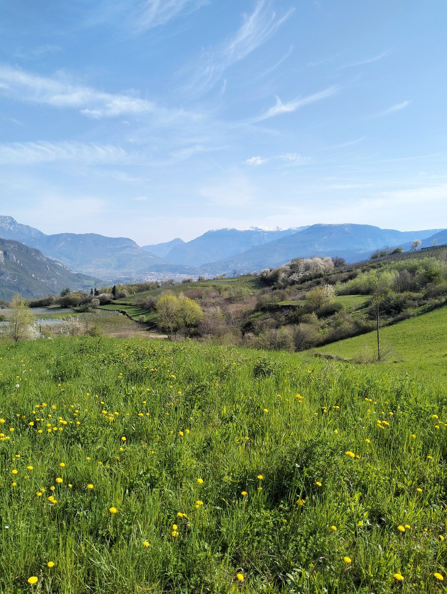 emanuelagranat3's tweet photo. First day of field season started off just amazingly with sunny weather and beautiful landscapes! Lots of #birds and #pollinators here! So excited to assess the role of secondary grasslands on biodiversity and ecosystem services here in Trentino! https://t.co/MhxVTpQAEn