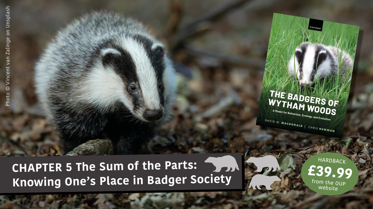 Are badgers egalitarian or despotic? Is there social hierarchy in badger society and does this influence individuals' reproductive success? Discover the answers and many more fascinating facts in Chapter 5 of The #Badgers of #Wytham #Woods. Available here: rb.gy/010ssl