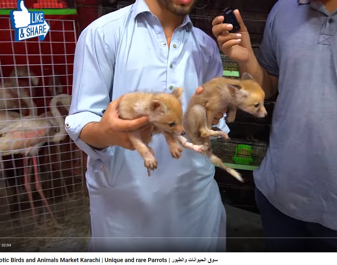 Urgent action required for these poor Desert fox cubs, along with ducks, moorhens, swamphens, flamingoes and so much more. @sindhwildlife kindly please look into this... video link: youtube.com/watch?v=CIekHx…