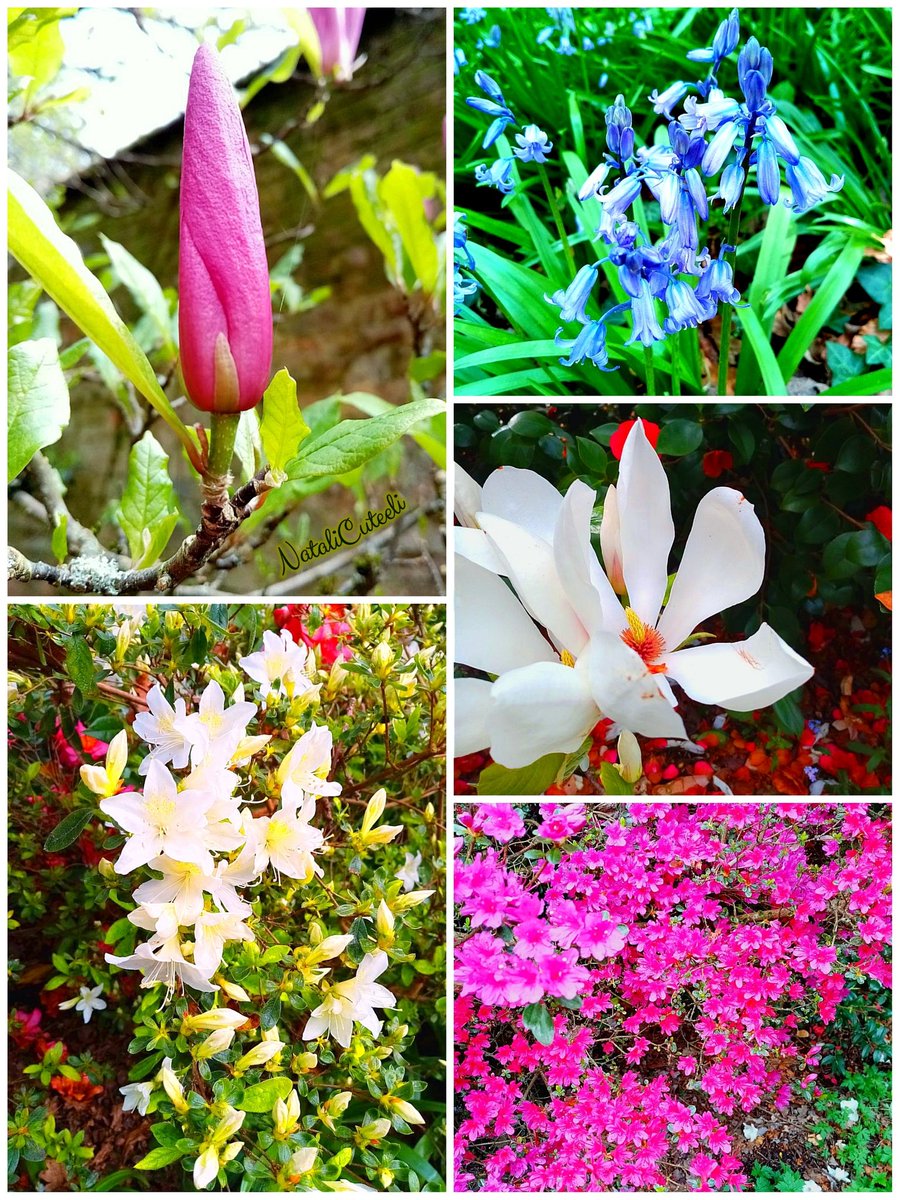 Spring is full of inspiration... 🥰 🌿🌷🌿🤍🌿🌷🌿 #cuteeli #art #nature #NatureBeauty #NaturePhotography #environment #magnolia #positive #garden #spring #beautiful #flowers #bloom #azalea