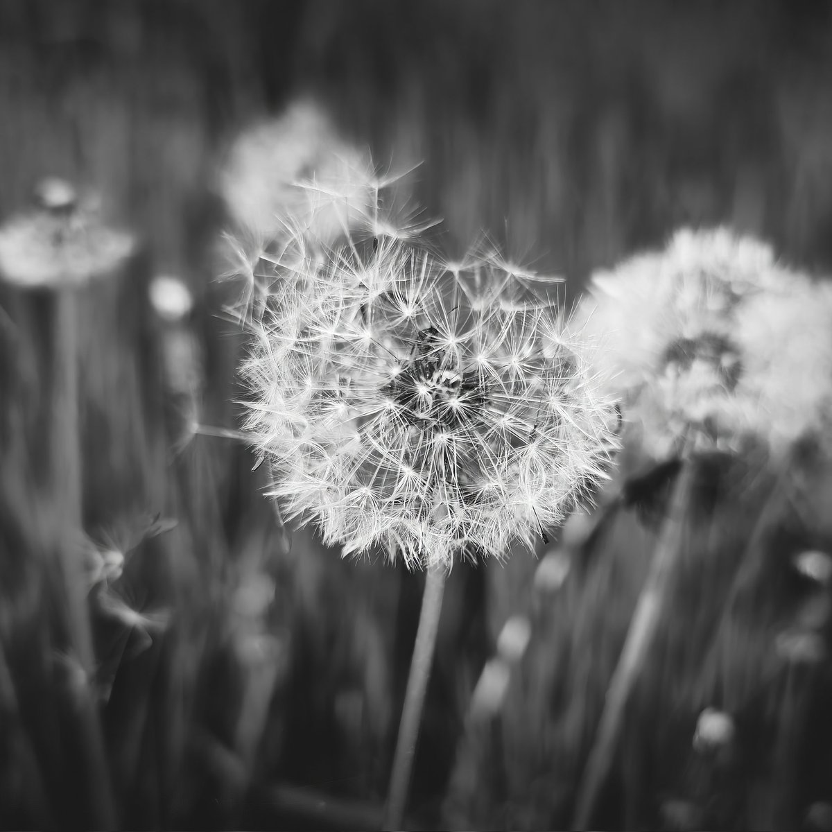 AD_Fotografo_'s tweet image. 📷 HONOR Magic5 Pro 
#bnw #Primavera #honormagic5pro #shotonhonor @Honor_IT @Honorglobal