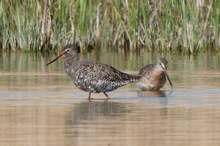 The briefly staying, smart, near summer plumage Spotted Redshank was the star bird at Cley NWT yesterday. (More pics as usual at my cleybirds.com.)