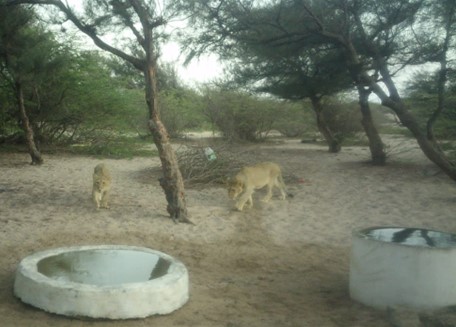 Apart from the natural water sources, artificial water points have been established in the protected areas in the Lion Landscape in order to supply enough water to the wildlife throughout summer. These water points are maintained and replenished on a regular basis