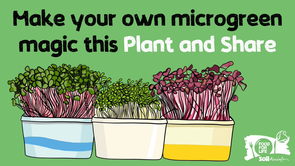 Discover a world of microgreen magic 🌱✨ Small but mighty, microgreens are easy to grow indoors on a windowsill and are a brilliant introduction to the flavours of home-grown food, with only two weeks between planting and harvesting! 🪟 fflgettogethers.org/media/dp2dolf4…