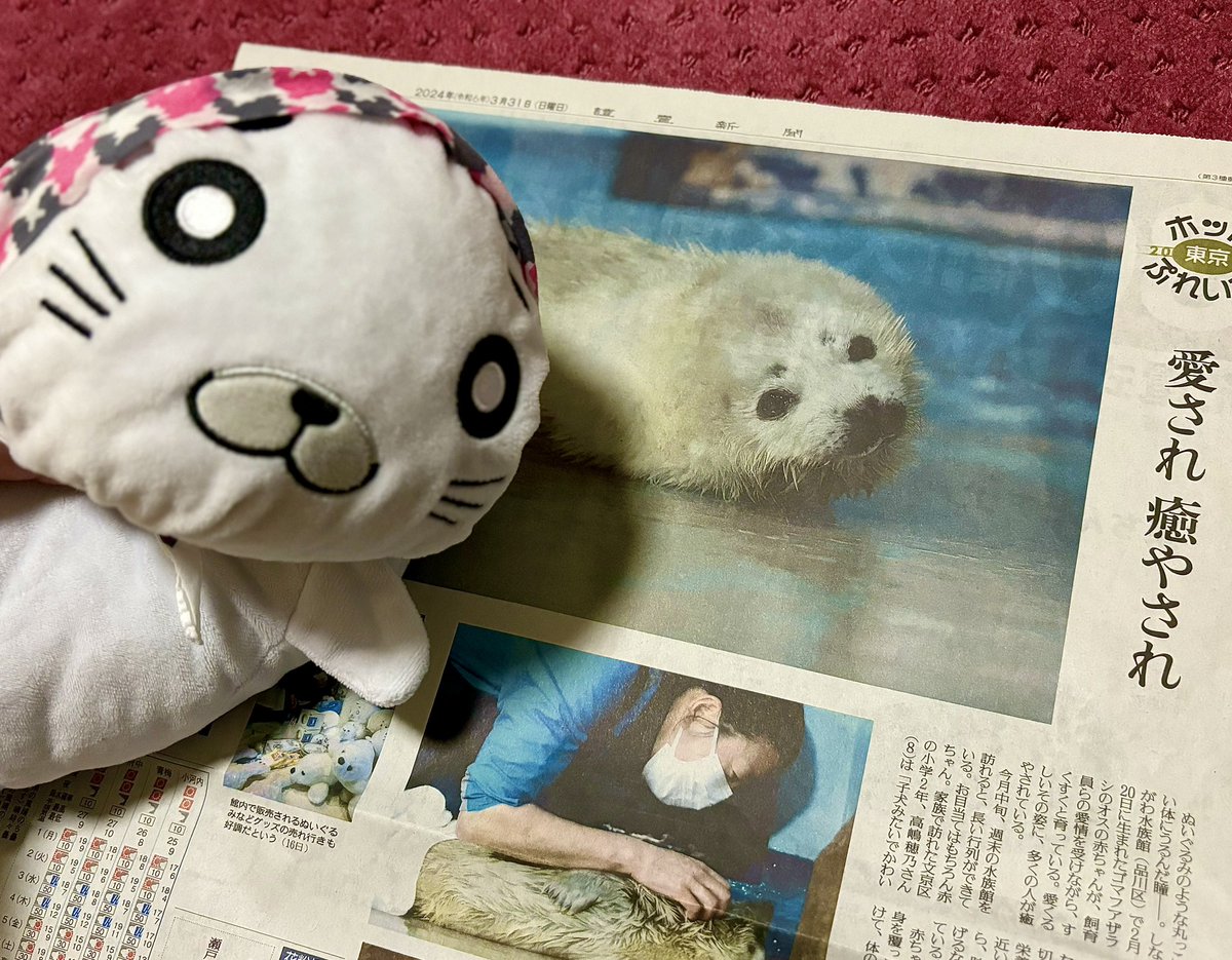 hechiriq's tweet photo. しながわ水族館で二月に産まれたゴマフアザラシの赤ちゃんの癒される記事♡
嬉しい♡
#ゴマちゃん　#癒し系
#少年アシベ
#しながわ水族館
#アザラシの赤ちゃん 
#讀賣新聞 https://t.co/gJMULFSlnO