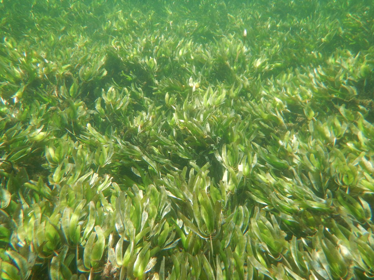 📌Career Opportunity at WIOMSA WIOMSA is recruiting a Project Coordinator for the WIO Seagrass Mapping project to lead and manage all aspects of the project, including planning, implementation, coordination with partners, and reporting.