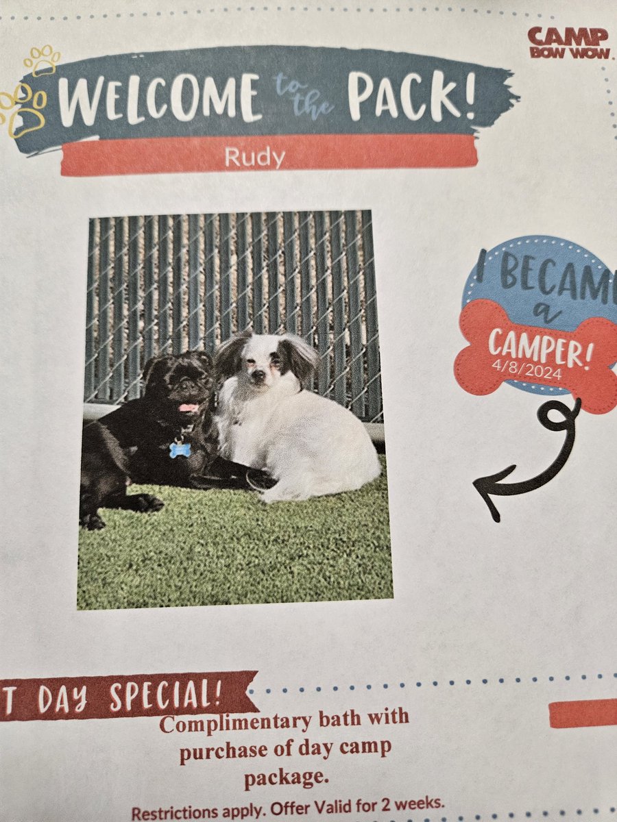 LollyPipKD's tweet photo. Also he had his first day at @CampBowWow yesterday and he was shy, but they loved him and he's going back Saturday! He even made a new friend ❤️❤️❤️ https://t.co/NfFehJPzy3