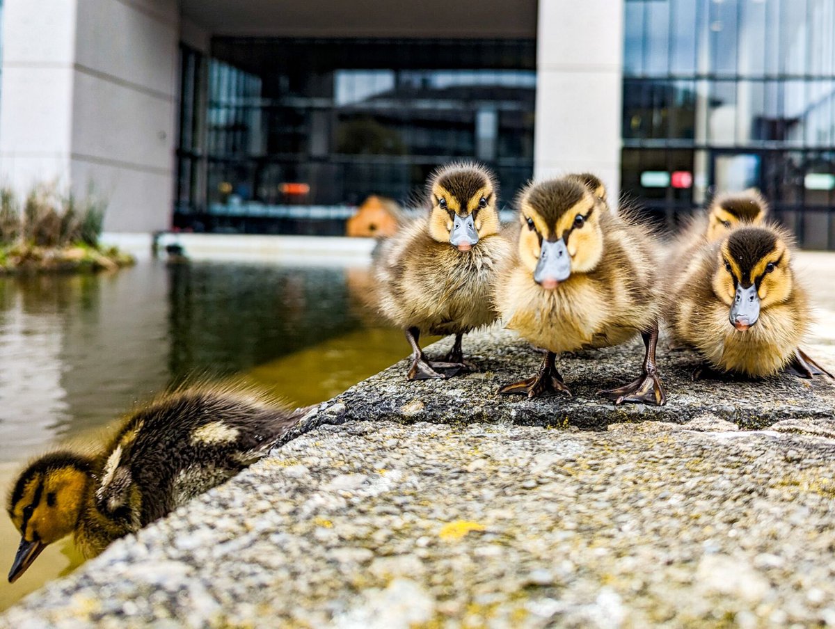 Come along to tomorrow’s relaxing Wildlife Wander to see all the thriving biodiversity on campus! 🌱🦆 📍Starting at the Sustainability Garden, 12pm - 1pm sustainability.leeds.ac.uk/events/april-w…