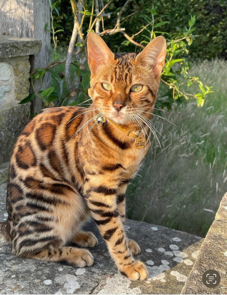 ZIGGY IS STILL MISSING She went missing in August 23 from near #Petworth, West #Sussex. It’s been such a sad/agonising time she is missed beyond words! some1 must know something! We have searched/Postered everywhere and still nothing.Any info welcome. a reward offered. TY X