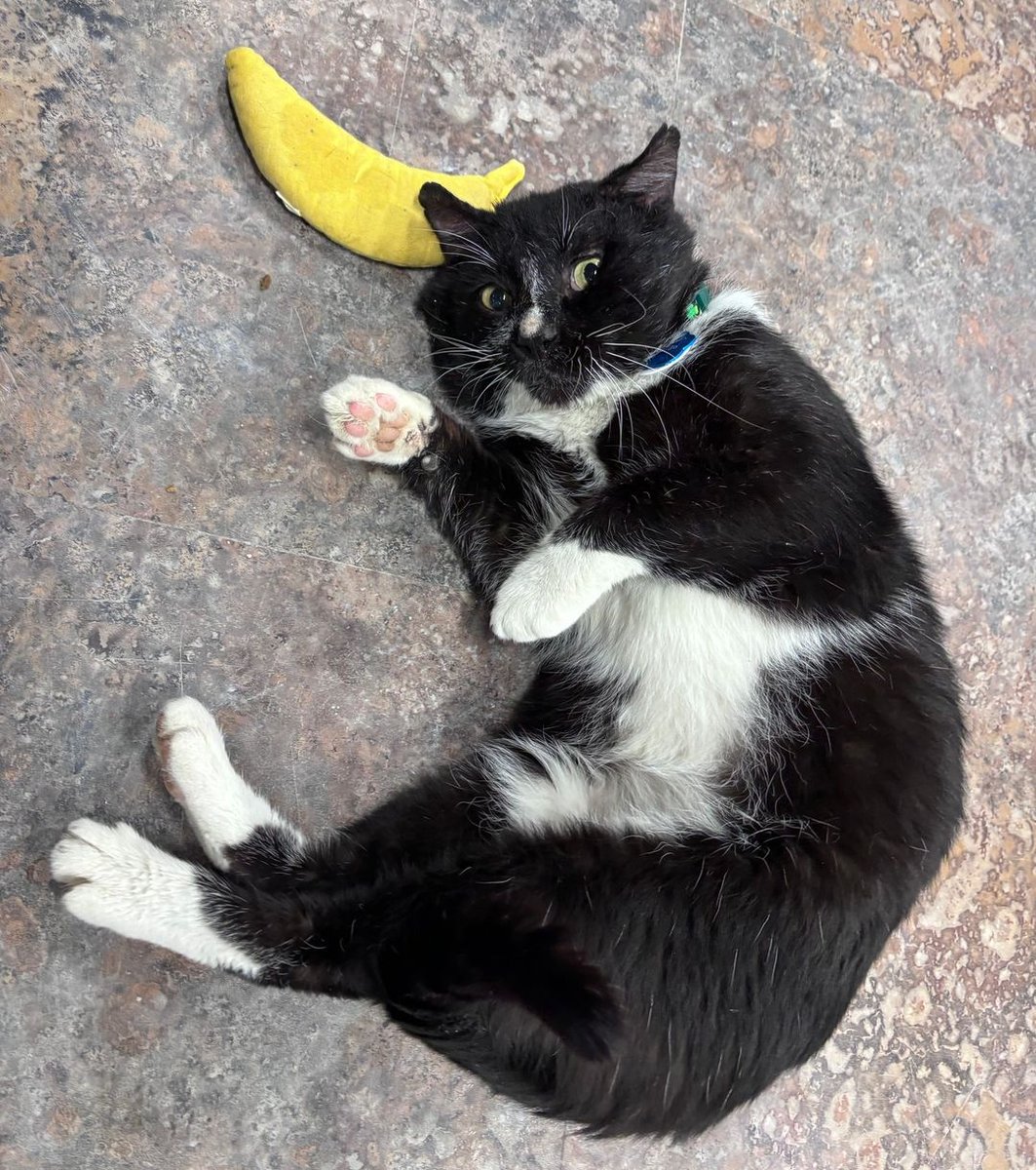 Guido is going bananas over his @YeowwwCatnip toy! 🍌 Did you know that the active compound in catnip, nepetalactone, triggers a response in some cats, inducing behaviors like rolling, rubbing, purring, and heightened playfulness?! How does your kitty react to catnip?