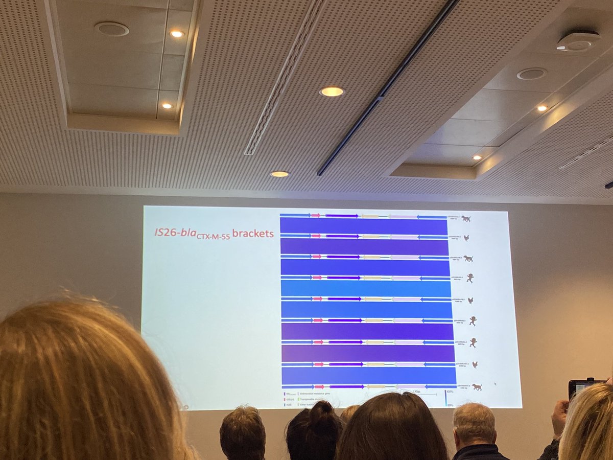 Clàudia Morros Bernaus (@claudiamb98) on Twitter photo Exciting to hear about IS26 blaCTX-M complex resistance structures and its mobilization in #Microbio24 from <a href="/gtruebap/">Gabriel Trueba</a> Exciting to hear about IS26 blaCTX-M complex resistance structures and its mobilization in #Microbio24 from <a href="/gtruebap/">Gabriel Trueba</a>