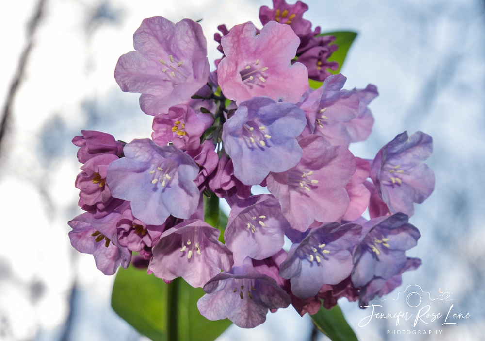 A bugs eye view of some Virginia bluebells 😍🩷💙💜 #wildflowers #WVwildflowers @ThePhotoHour @MacroHour