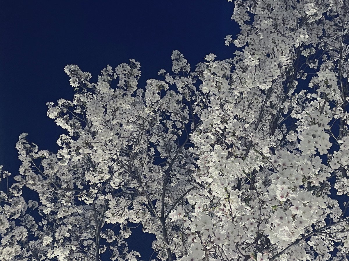 봄밤의 축제