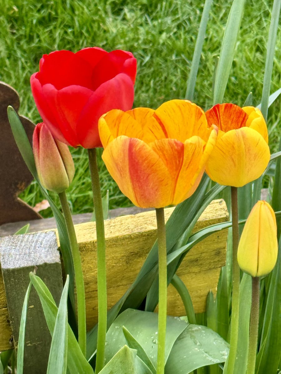 Happy Tulip Tuesday 🌷🌷#tulips #TulipTuesday! 🌷@ThePhotoHour #Flowers #TwitterNatureCommunity