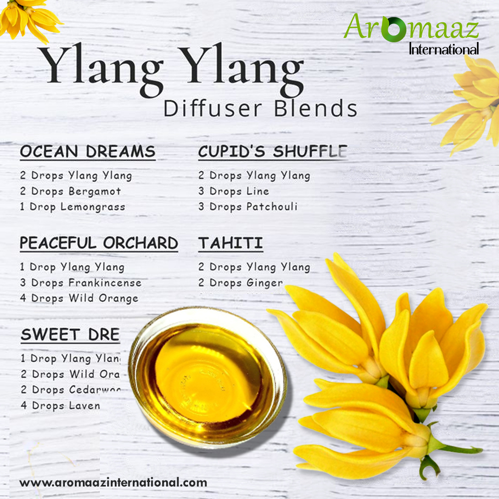 AromaazIntl's tweet image. Elevate your senses with our blissful ylang-ylang essential oil diffuser blends!

For more details &amp;amp; Shop: aromaazinternational.com/natural-essent…

#YlangYlangBliss #EssentialOilMagic #SerenityInScent