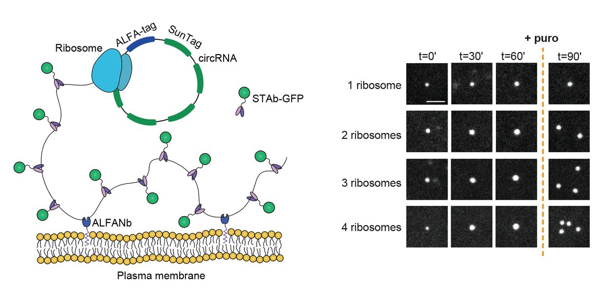Check out our two new papers! We delevoped a method to follow individual translating ribosomes for hours in living cells, and discovered that ribosomes are great friends and help each other in problematic situations