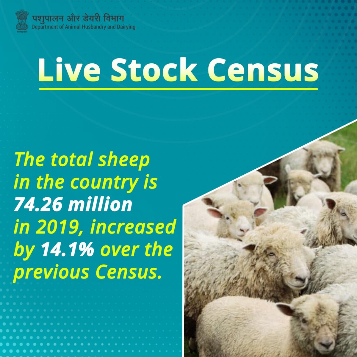 Livestock Census Update: The total sheep population in the country reached 74.26 million in 2019, marking a significant increase of 14.1% over the previous Census. 🐑 #LivestockCensus #SheepPopulation