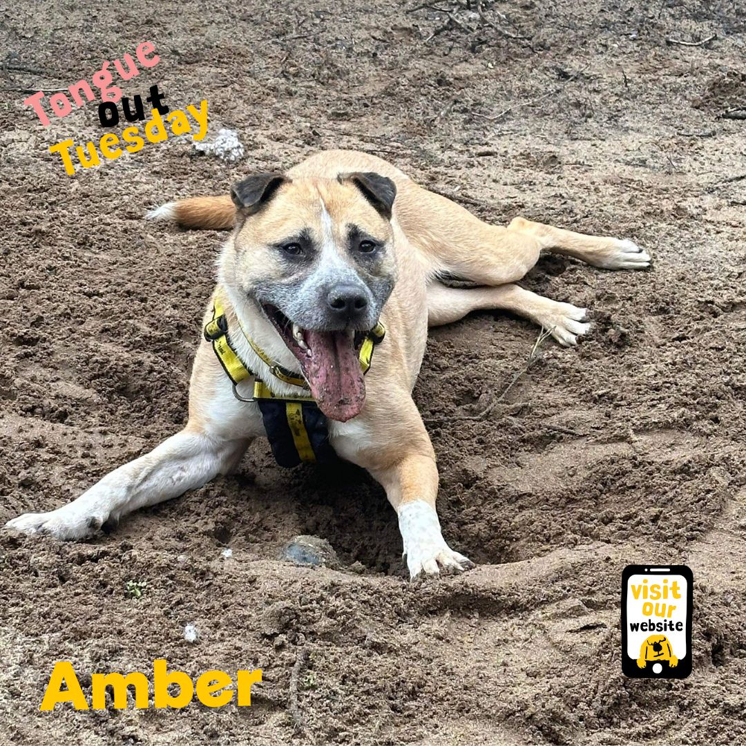 It's AMBER with a flat-out, been digging, #TongueOutTueday 😛 She is a 5-year-old #Akita cross with a real zest for life! Do you like hiking? Amber would love to join you. bit.ly/3v4Vr08 #AdoptADog #RescueDog #ADogIsForLife #LoveDogs