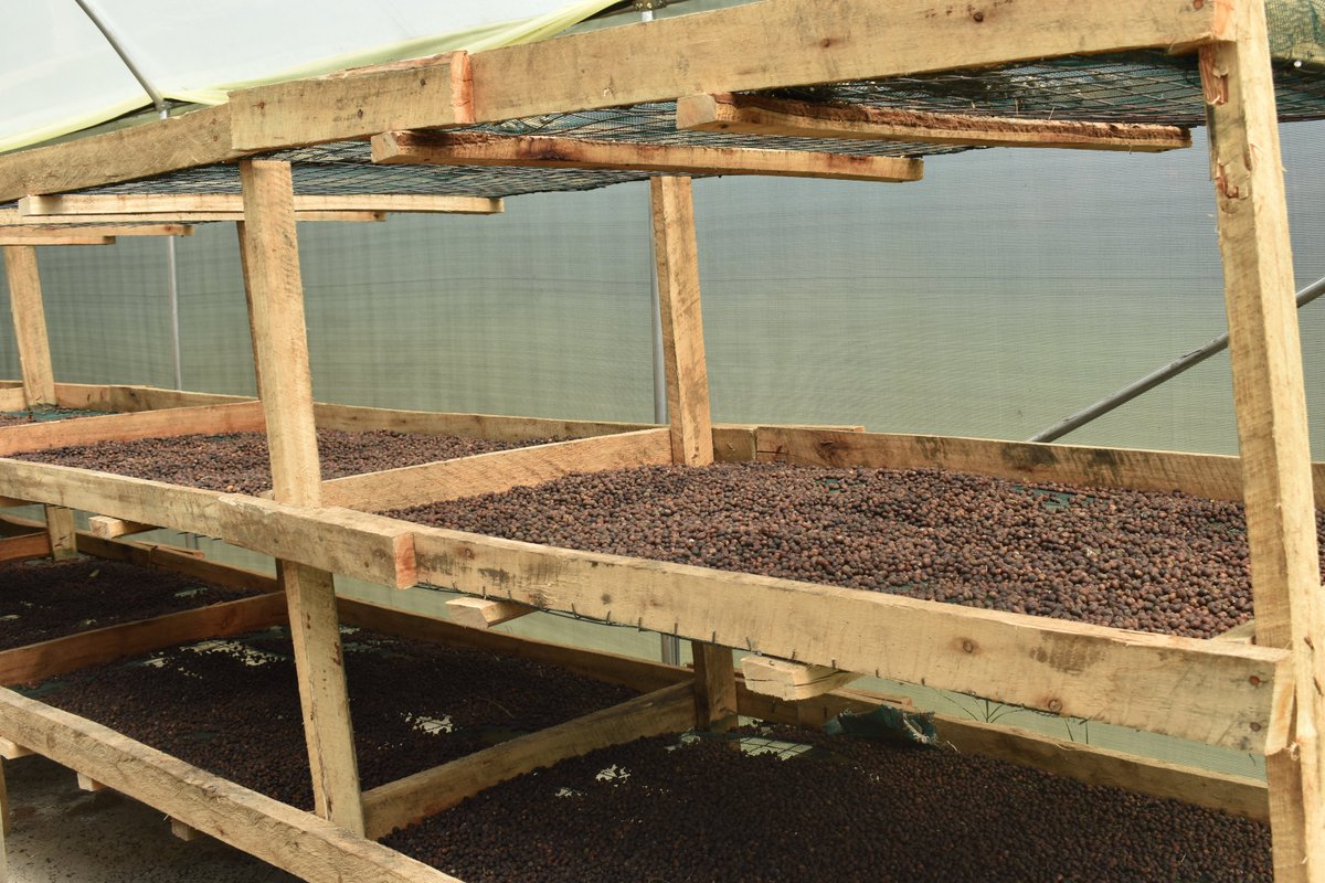 #CoffeeTip: Drying coffee in a solar dryer saves you time &amp; money.

Solar dryers are efficient. They are good at preserving coffee quality.

In a rainy season like this, you don’t have to worry about drying coffee in hazy/cloudy conditions. 🍒dry fast &amp; you save on labor costs.