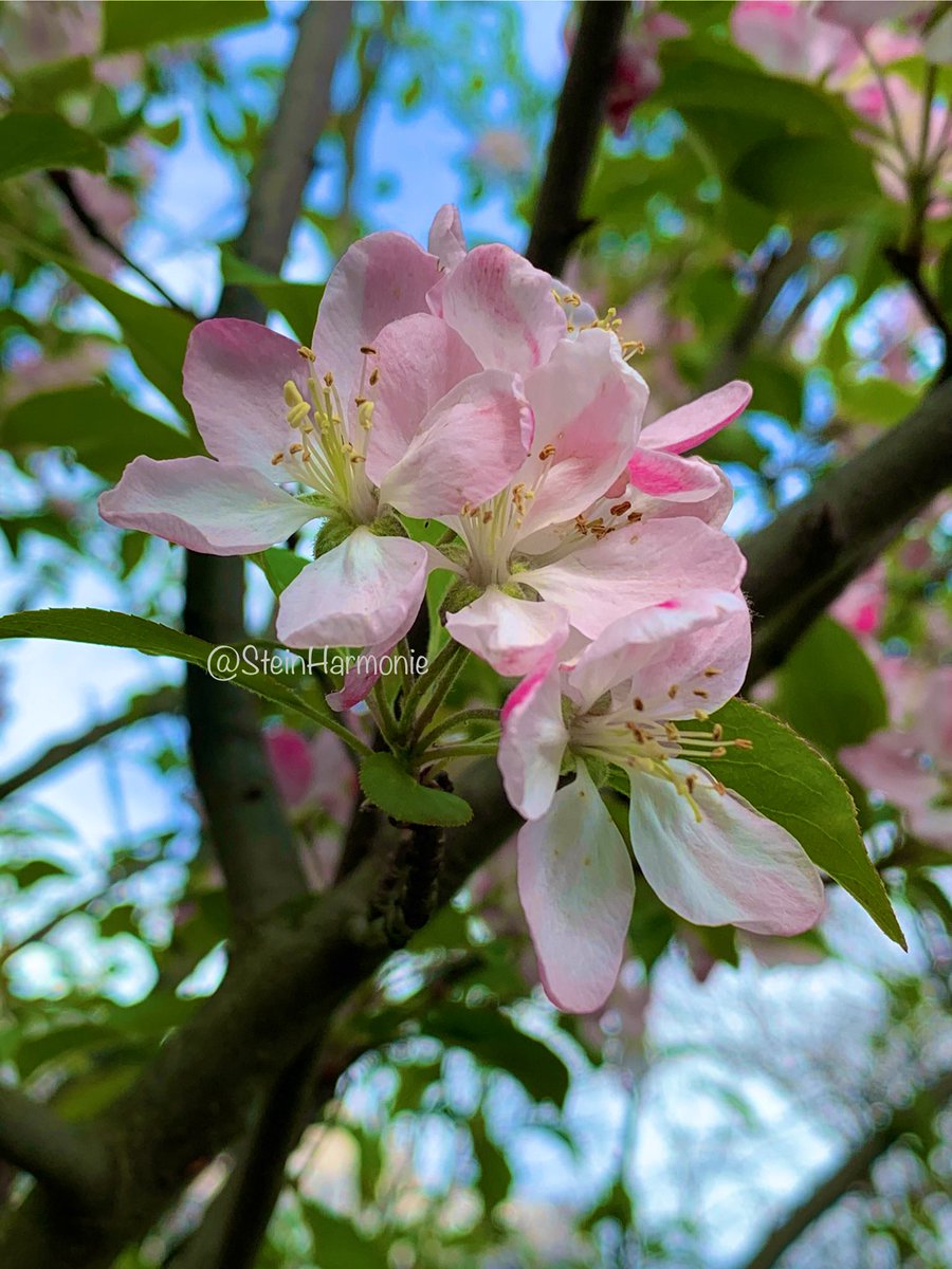 🕊️Harmonie tweet media