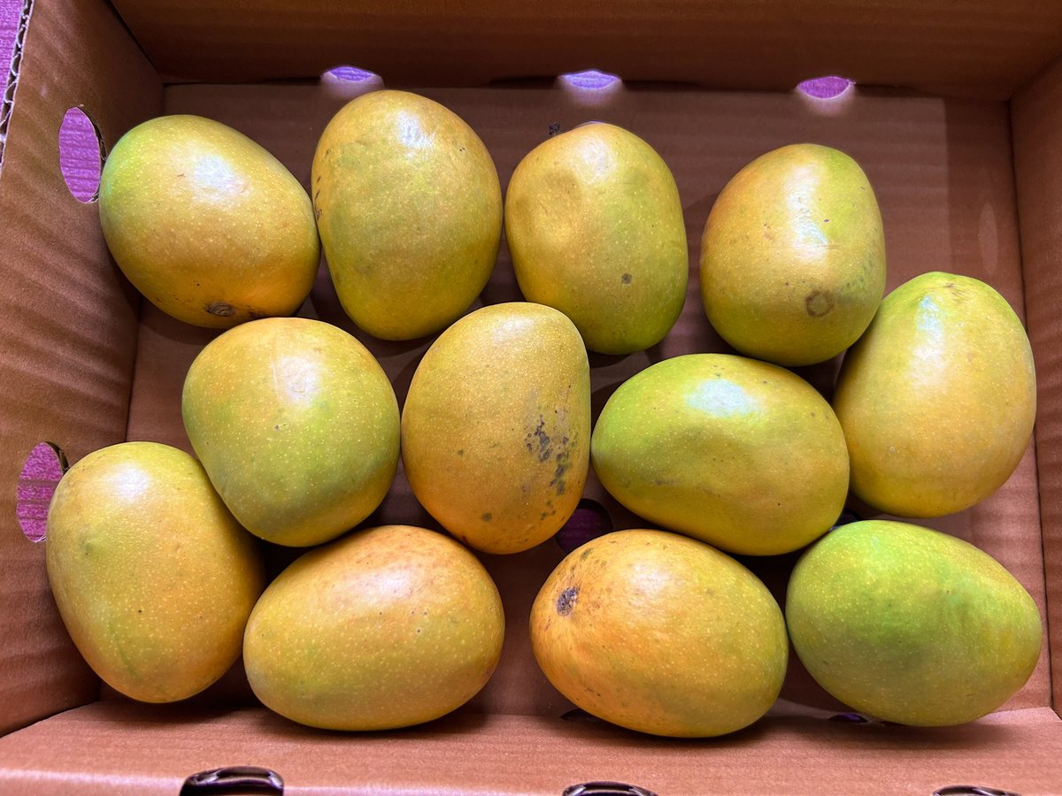 New Year treat with seasons first mango directly from Ratnagiri farms -organic King Alphonso 😋😋