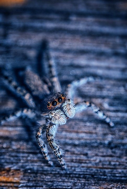 No Solar Eclipse but this could be a jumping spider watching it and wondering who put out the light 😄🕷📸 #nikon #nikoncreators #nature #NaturePhotography #Macro #spider #photo #photography #photographer #Eclipse2024 @NikonEurope @NPhotomag