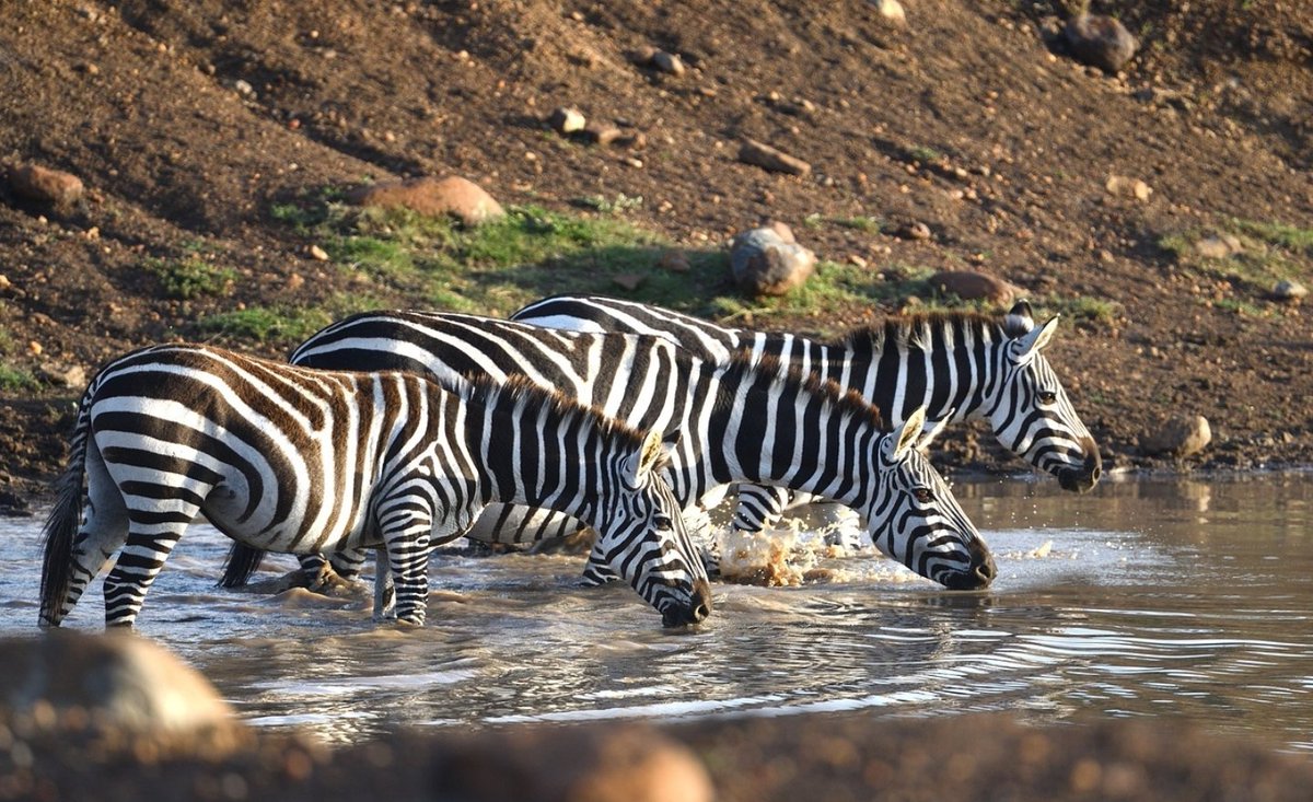 Have you visited the Maasai Mara yet? Explore the breathtaking beauty of Kenya's iconic national reserve with Asili Africa Expeditions! Book your safari now and experience the magic of the Mara. #KenyaSafari #WildlifeAdventure #ExploreAfrica #TravelKenya #MaasaiCulture #Safari