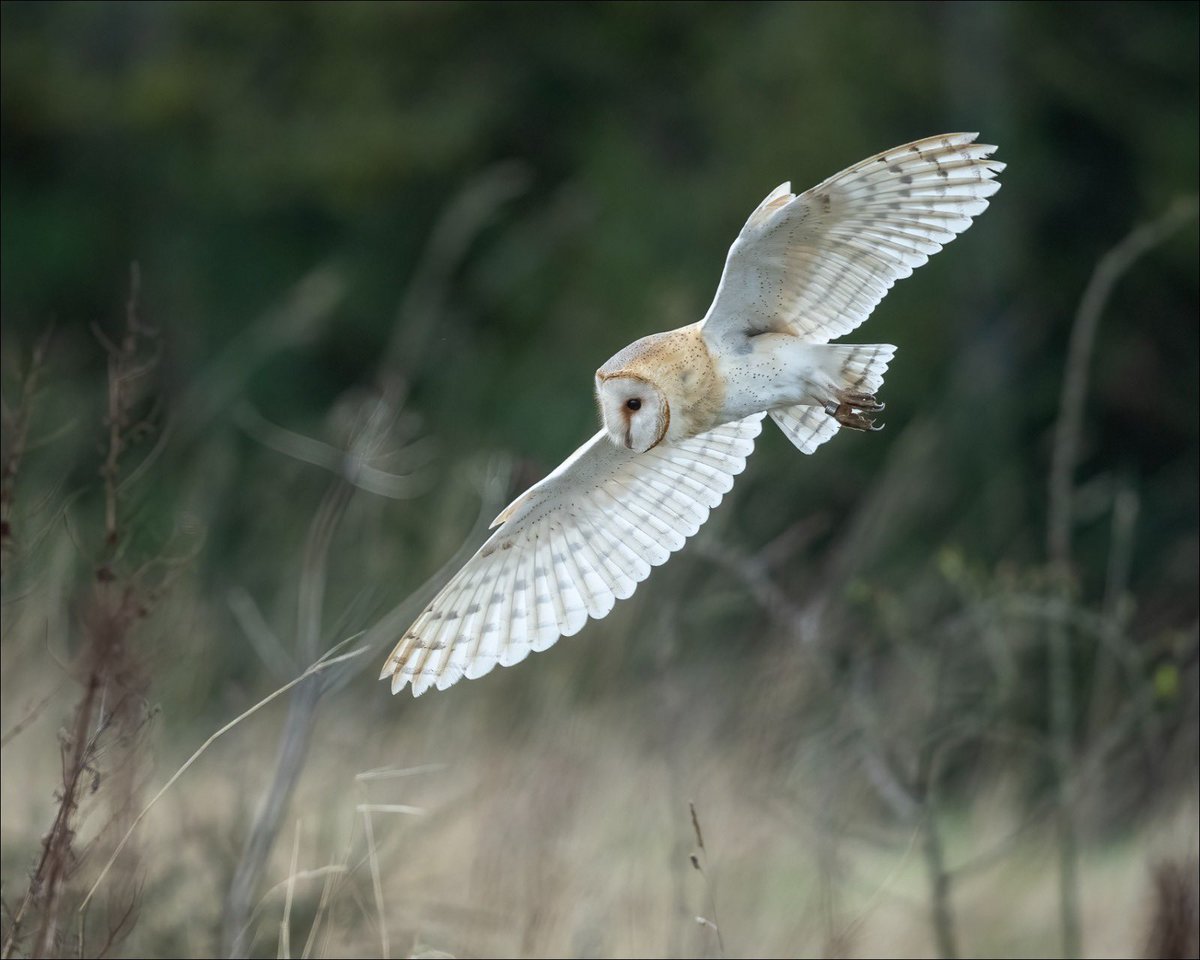 Redcar barn owl (not sat on a post for once) @teesbirds1 @teesmouthbc #barnowl @teeswildlife @NaturalEngland @Natures_Voice @BBCSpringwatch @UKNikon @teesmouthbc 
@BarnOwlTrust 
@teeswildlife 
@BirdGuides
@UK_NaturePhotos