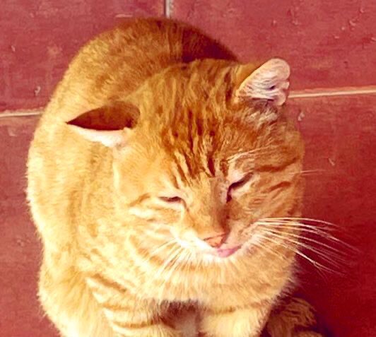 Morning all. It’s Tongue Out Tuesday! Here’s Lenny chilling with his tongue out 😺 Hope to bring you new photos of him in May 🙏 Love, Lenny’s hoom 💁‍♀️ #Hedgewatch #TongueOutTuesday #CatsOnTwitter #CatsOnX