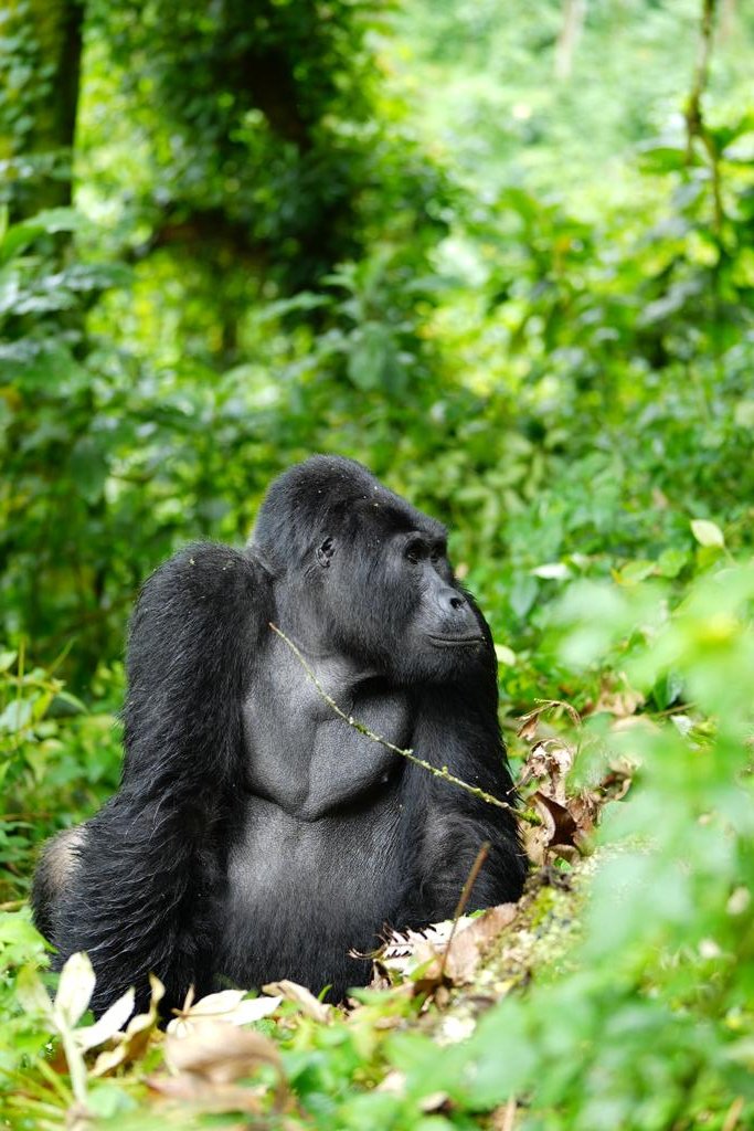 Who wants to go for a gorilla trek? Jungle or Mountain experience! Your take! #AdventureAwaits #wanderlust #trek