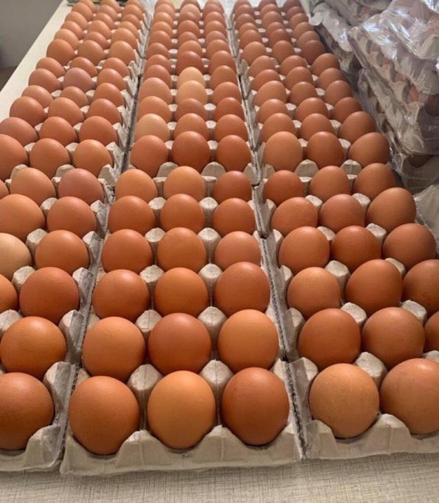 Investing in chicken farming for eggs production is another business💵 Like and repost