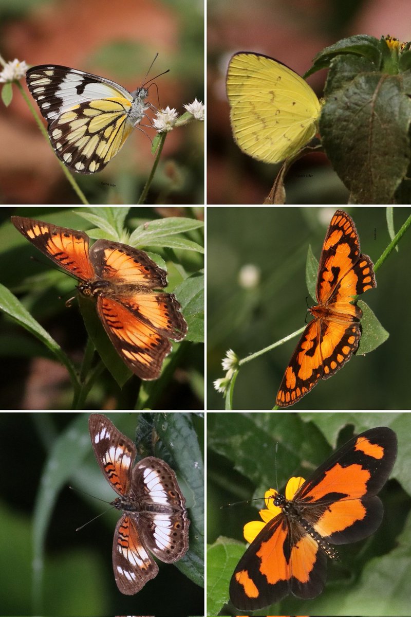 renkli bayramlarımız olsun ☺ #HaftanınKelebeği #kelebekler #butterfly #Butterflies #nature #NaturePhotography #wildlifephotography #wildlife #kelebek #Uganda #Africa