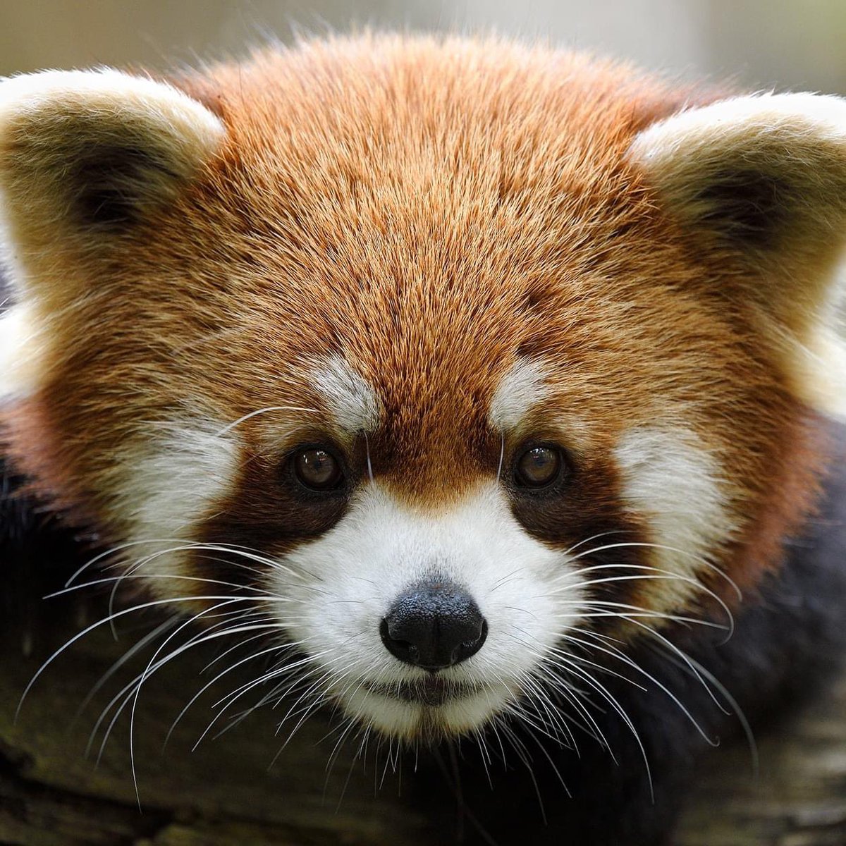 Happy Tuesday, my terrific #Wordle family! Today makes it a trifecta of 3️⃣’s for me. I hope you have a great splendiferous day! Sending tons of love, hugs, and good luck! ❤️🤗🤞🏼

#RedPanda 
#AdorableAnimals

📸: Mike Wilson

#Wordle1025 3/6

⬜⬜⬜⬜🟩
⬜🟨⬜⬜🟩
🟩🟩🟩🟩🟩