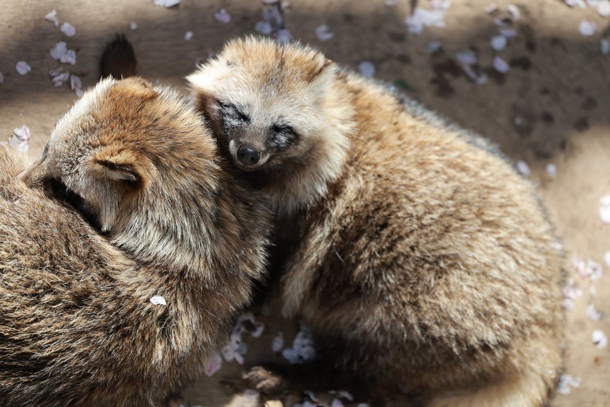 今日のたぬき、ちょっと狭いたぬ（ただ寝てる #タヌキ #東山動植物園 #タヌキの里