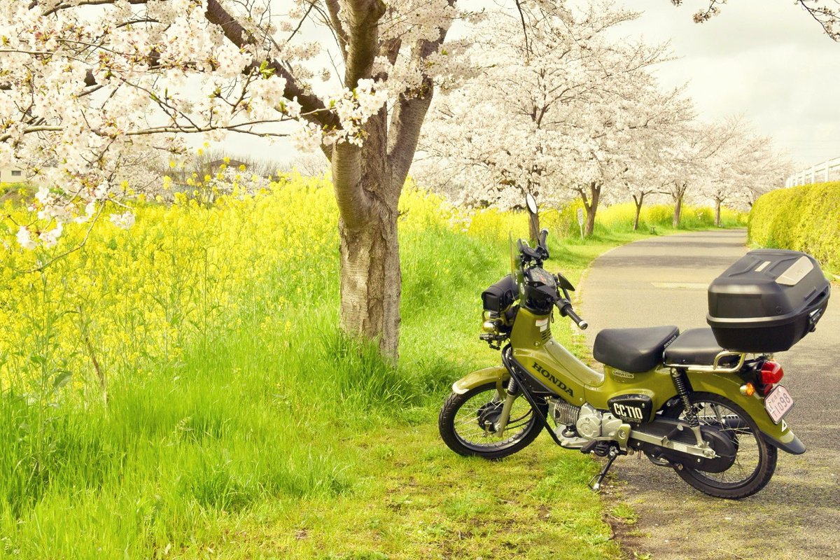 青空と満開の桜が撮れなかった今年はこれがベストショットかな🌸
#クロスカブ110 #カブ主
#桜 #バイク好き
#菜の花 #地モトブロガー
#地元探検隊