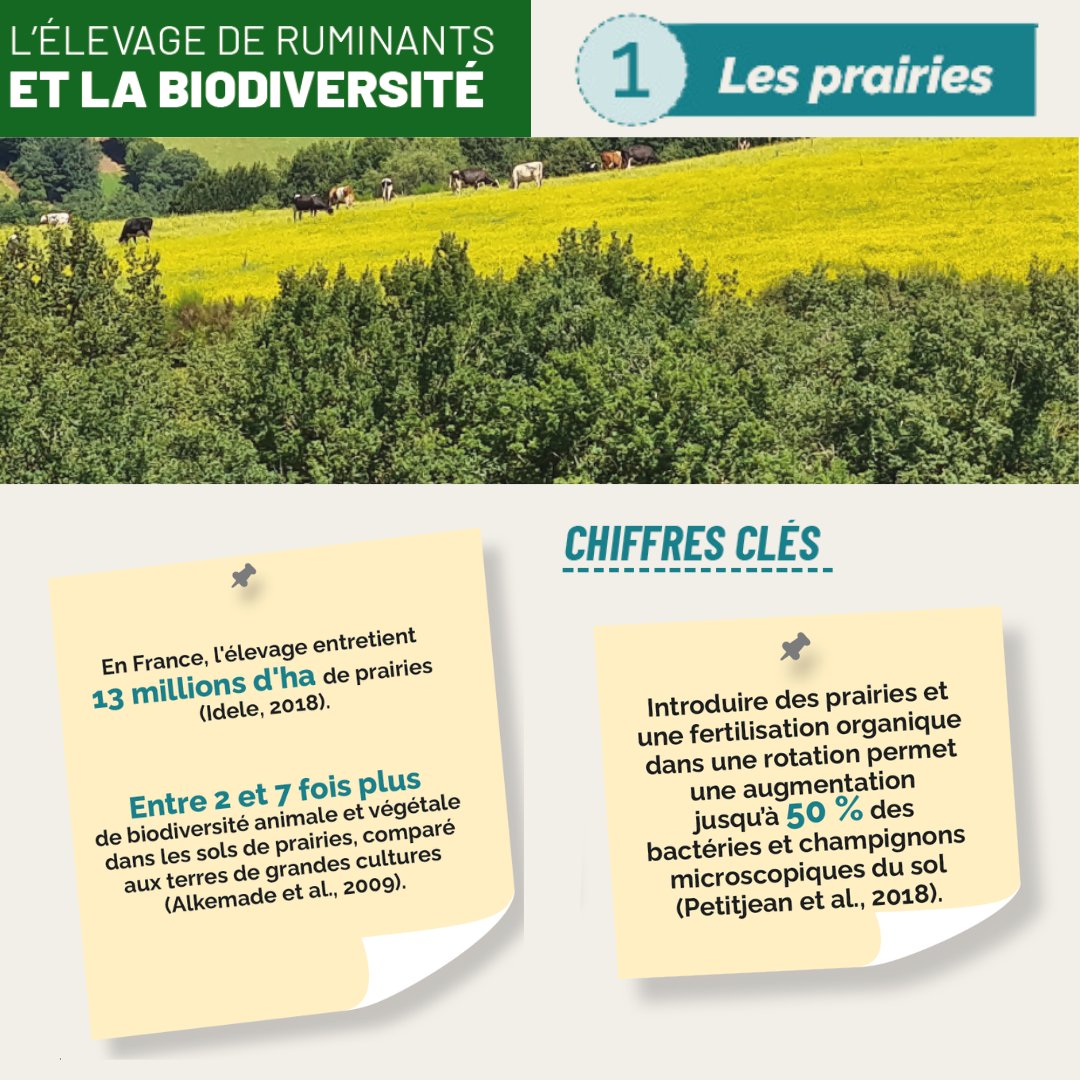 [1/22] Services Élevage Ruminants | En quoi les pratiques & systèmes d’#élevage jouent-ils un rôle envers la #biodiversité 🌿🐝 ? ↪️ Découvrez dans cette 1ère fiche argumentée le lien entre élevage de #ruminants & biodiversité 📌 Proposée par la #CNE ℹ️ cutt.ly/lw4coDiM